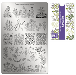 Moyra Stamping Plate 91 - Spicery